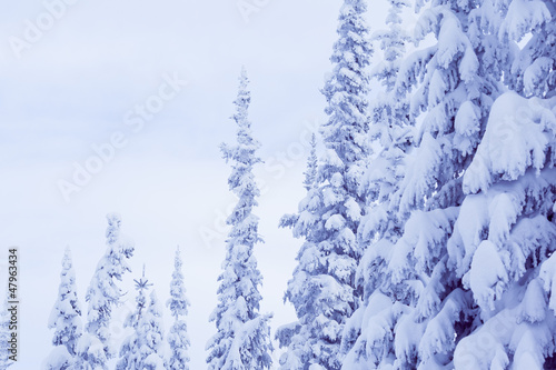 winter spruce © toliknik