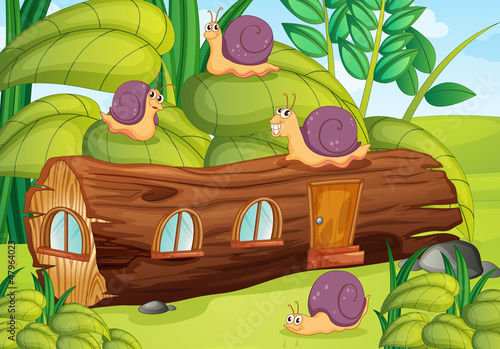 Snails and wood house