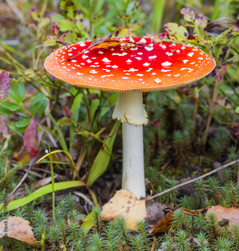 Red fly agaric (Amanita muscaria) Red fly agaric (Amanita muscaria)
