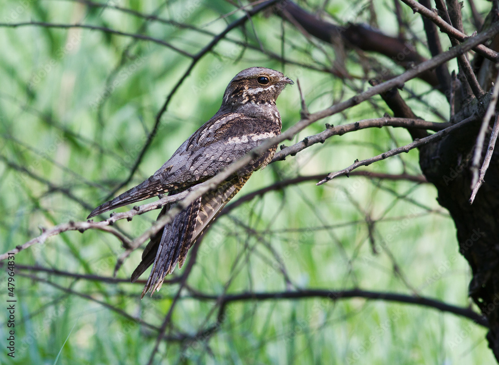 Nightjar sitting on a tree in the afternoon. Nightjar sitting on a tree in the afternoon.