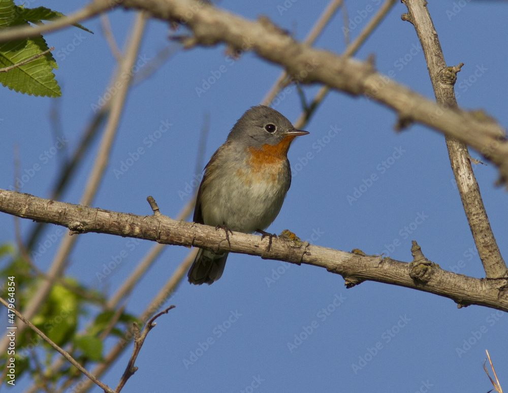 The male Red-breasted Flycatcher (Ficedula parva). The male Red-breasted Flycatcher (Ficedula parva).