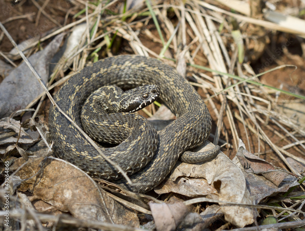 Ursini's viper is basking in the spring sunshine. Ursini's viper is basking in the spring sunshine.