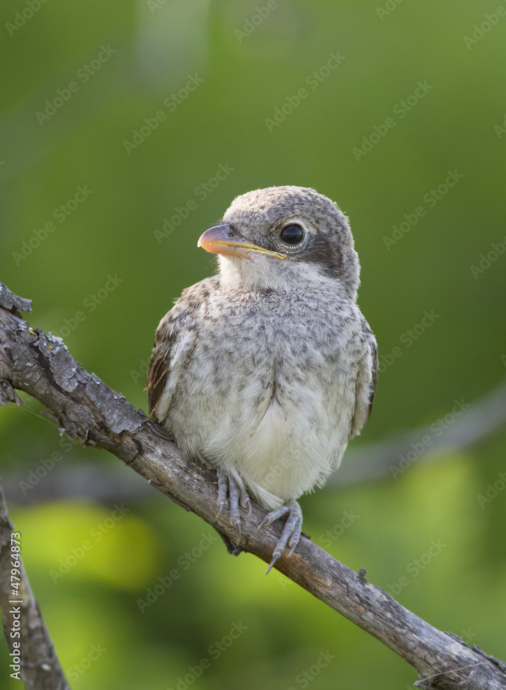 Naklejka premium Young Red backed Shrike (Lanius collurio) on a dead branch.