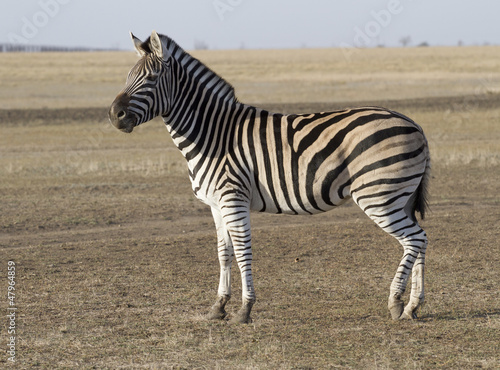 The zebra Chapman in autumn steppes.
