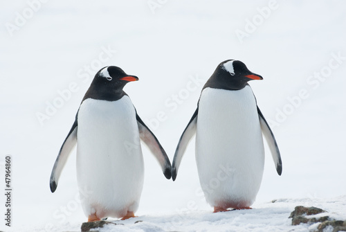 Canvas Print Two penguins Gentoo.