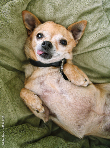 Obraz na plátně silly chihuahua