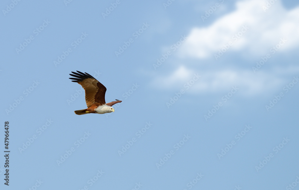 Fly eagle Fly eagle