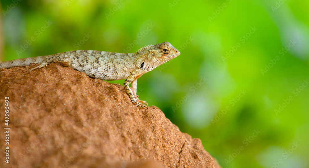 Obraz premium Beautiful lizard