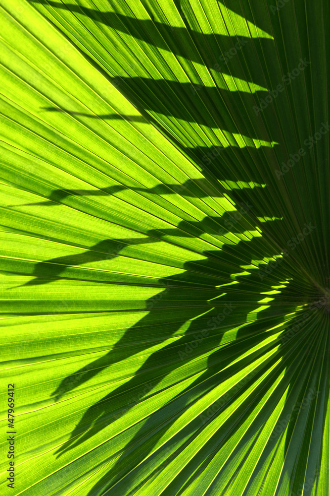 Fototapeta premium Palm leaf
