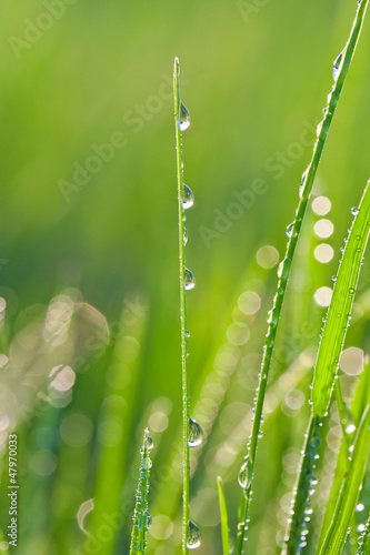 Fresh grass with dew drops