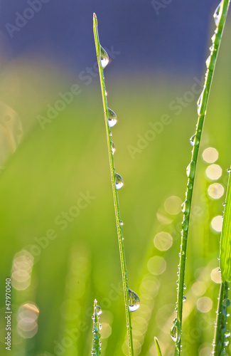 Foto Fresh grass with dew drops