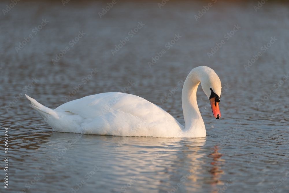 Obraz premium Höckerschwan, Mute swan, Cygnus olor