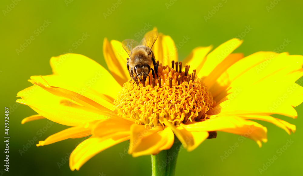 Bee on the flower. Bee on the flower.