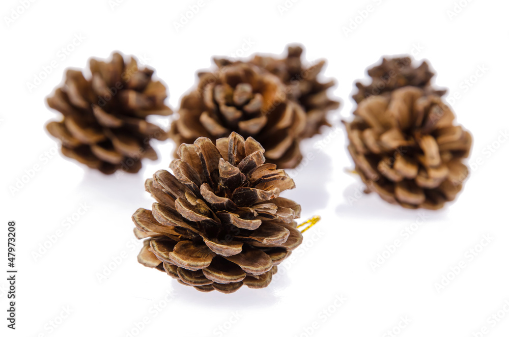 Pinecone Pinecone