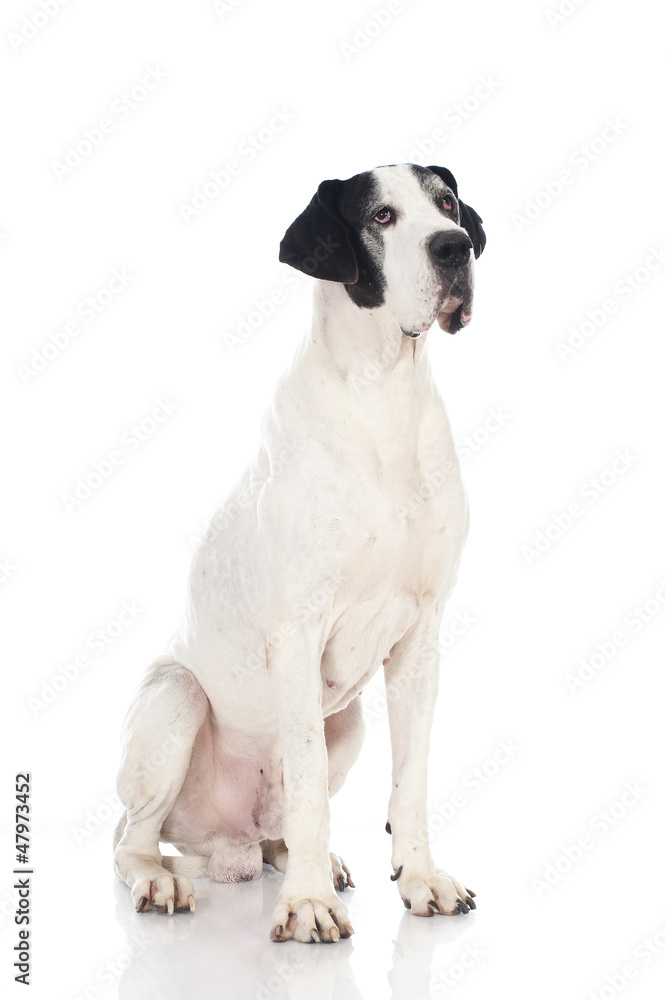 German mastiff - Deutsche Dogge