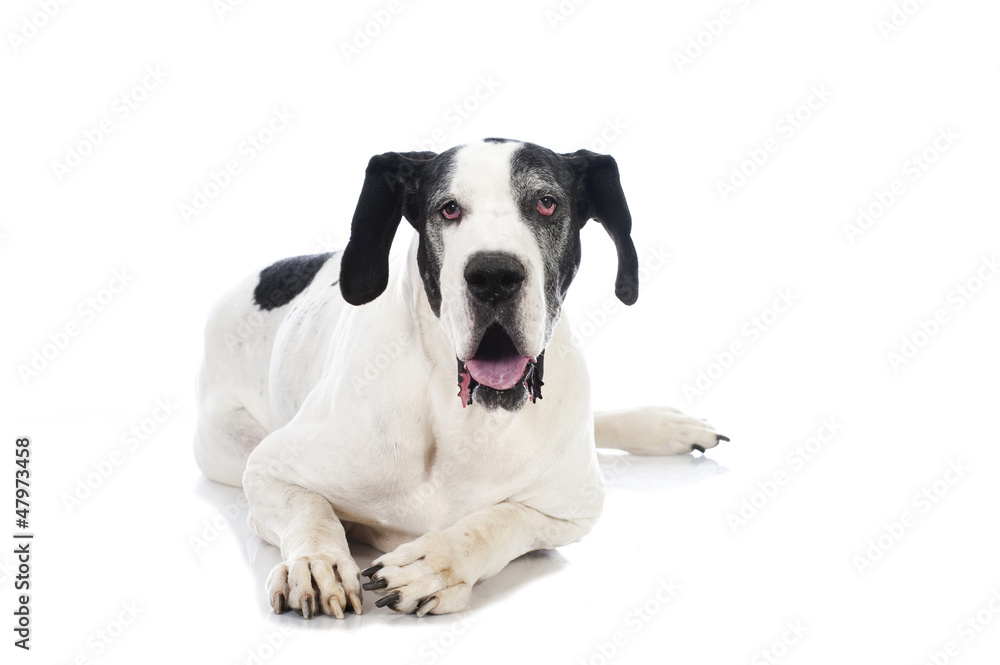German mastiff - Deutsche Dogge