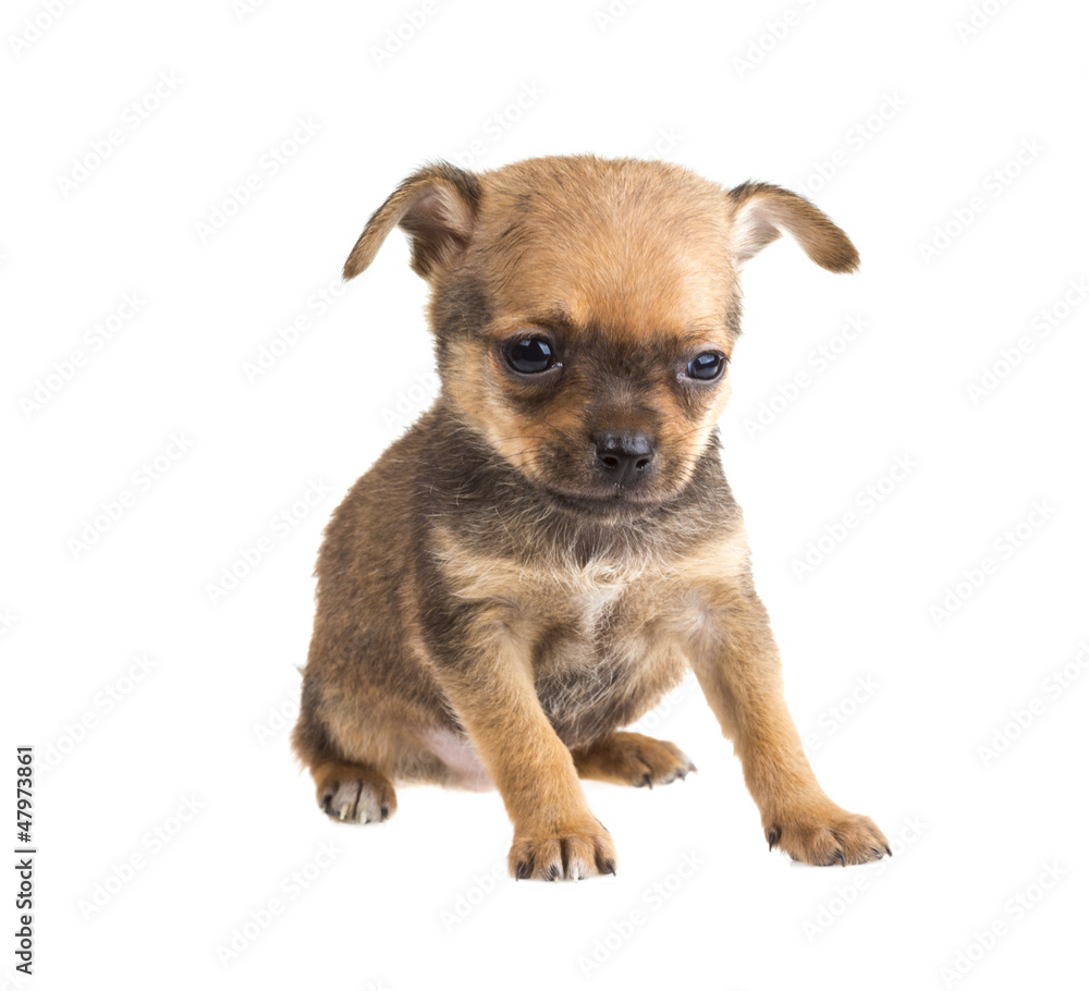 Chihuahua Chihuahua