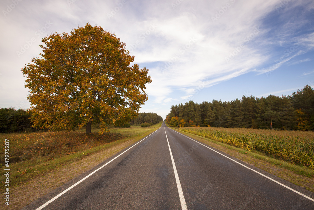 Fototapeta premium the autumn road