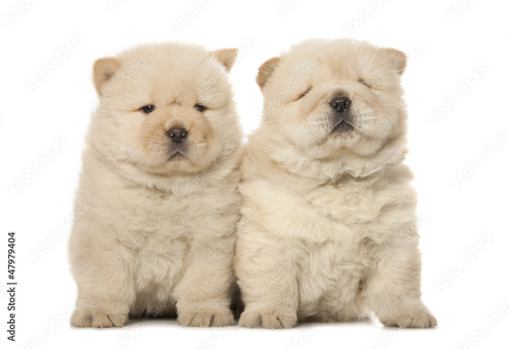 Fototapeta premium chow-chow puppies