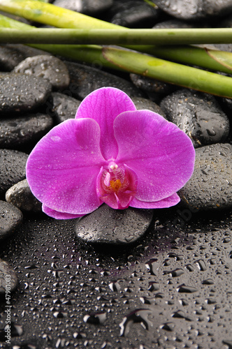 macro of pink orchid with pebble