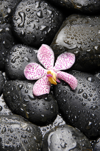Single of orchid on pebble in water drops