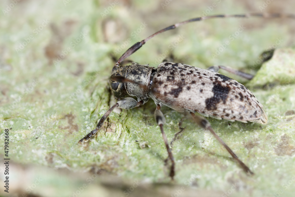 Leiopus nebulosus sitting on oak, macro photo Leiopus nebulosus sitting on oak, macro photo