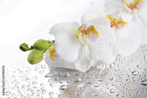 Fototapeta Naklejka Na Ścianę i Meble -  white beautiful orchids with drops