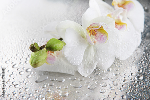 Fototapeta Naklejka Na Ścianę i Meble -  white beautiful orchids with drops