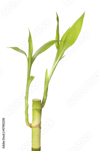 Isolated nzature lucky bamboo