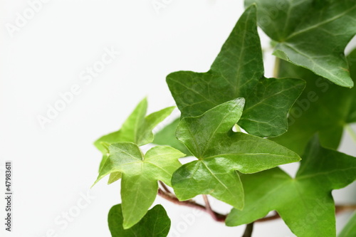 西洋木蔦 Images – Browse 32 Stock Photos, Vectors, and Video