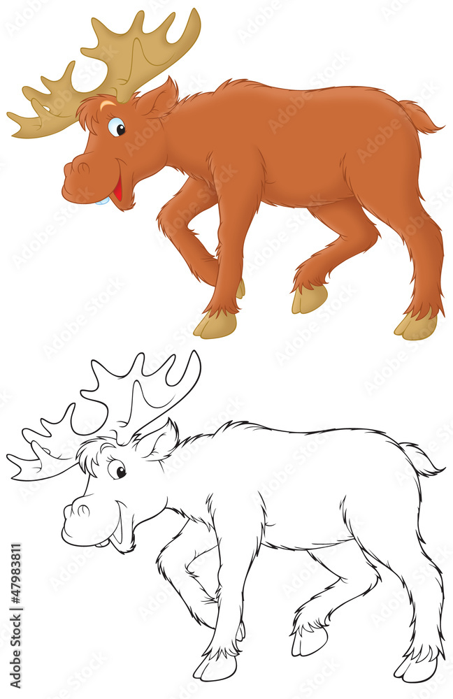 Fototapeta premium Moose