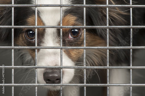 Obraz na płótnie Dog in a cage