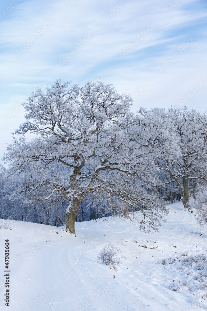 Old oak trees in winter