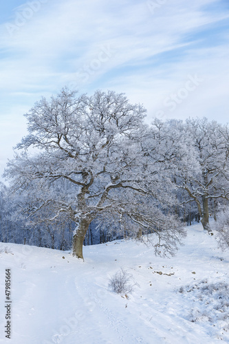 Old oak trees in winter