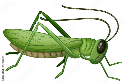 Fototapet A grasshopper