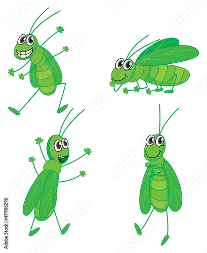 Four grasshoppers