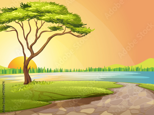  A river and a tree