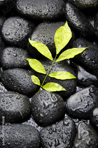 green plant on wet pebble in water drops