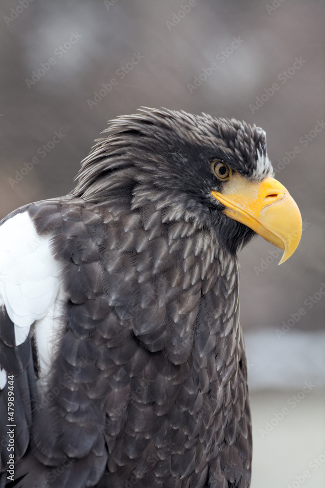 Fototapeta premium Portrait of a steller's sea eagle