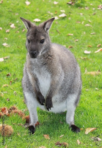 kangourou dans herbe