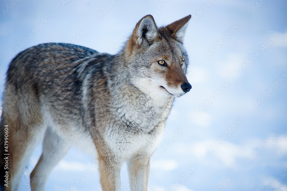 Coyote Coyote