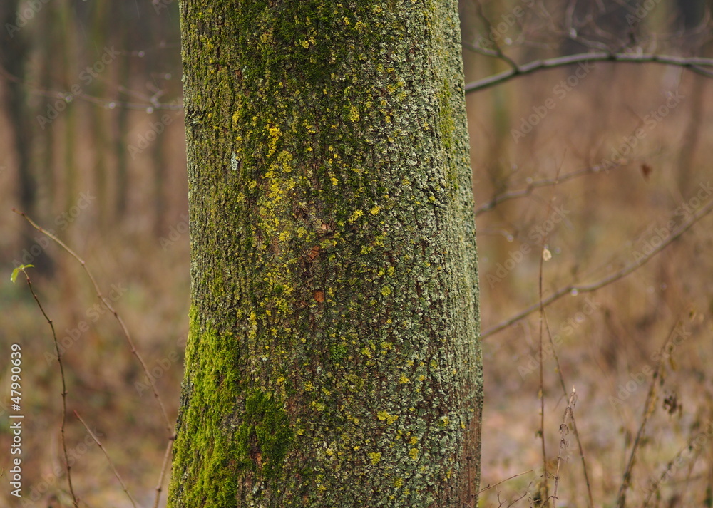 Fototapeta premium Baumstamm mit Moosbelag