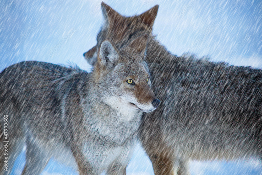 Obraz premium Coyote