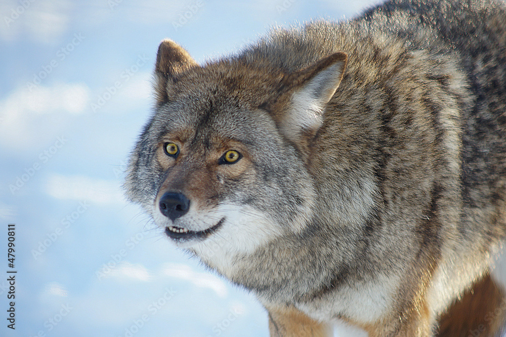 Coyote Coyote