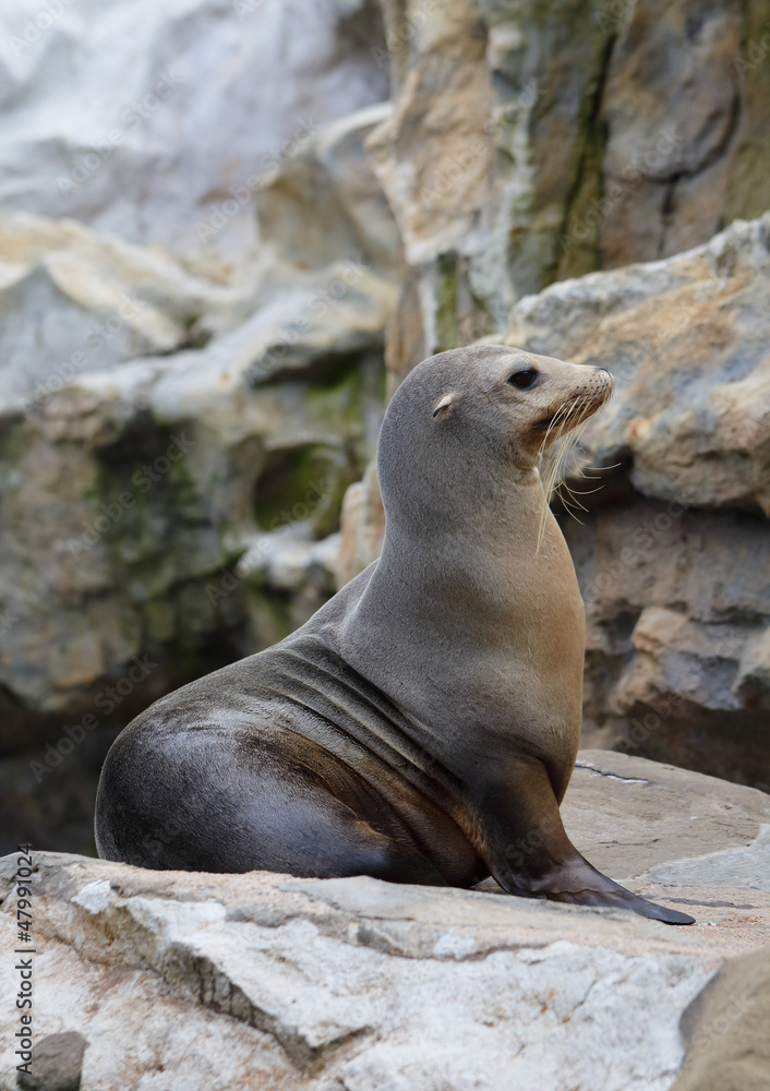 Fototapeta premium Sea Lion