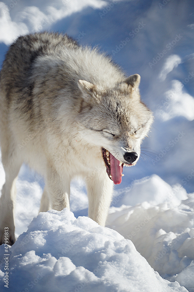 Obraz premium Timber wolf