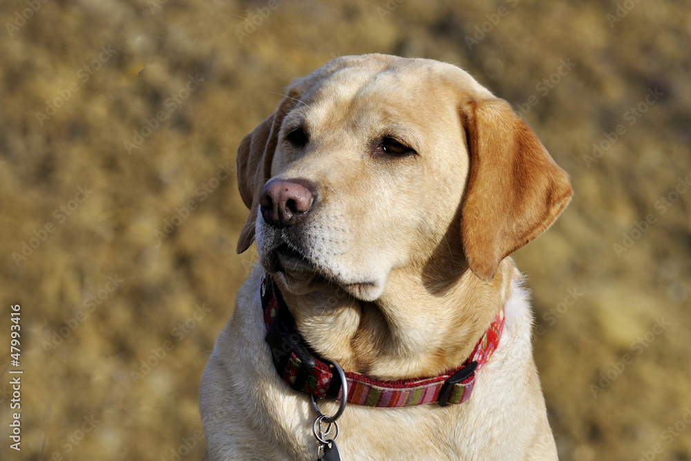 Labrador Labrador