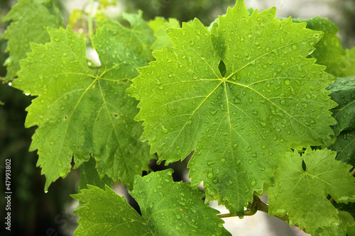 Vine leaf