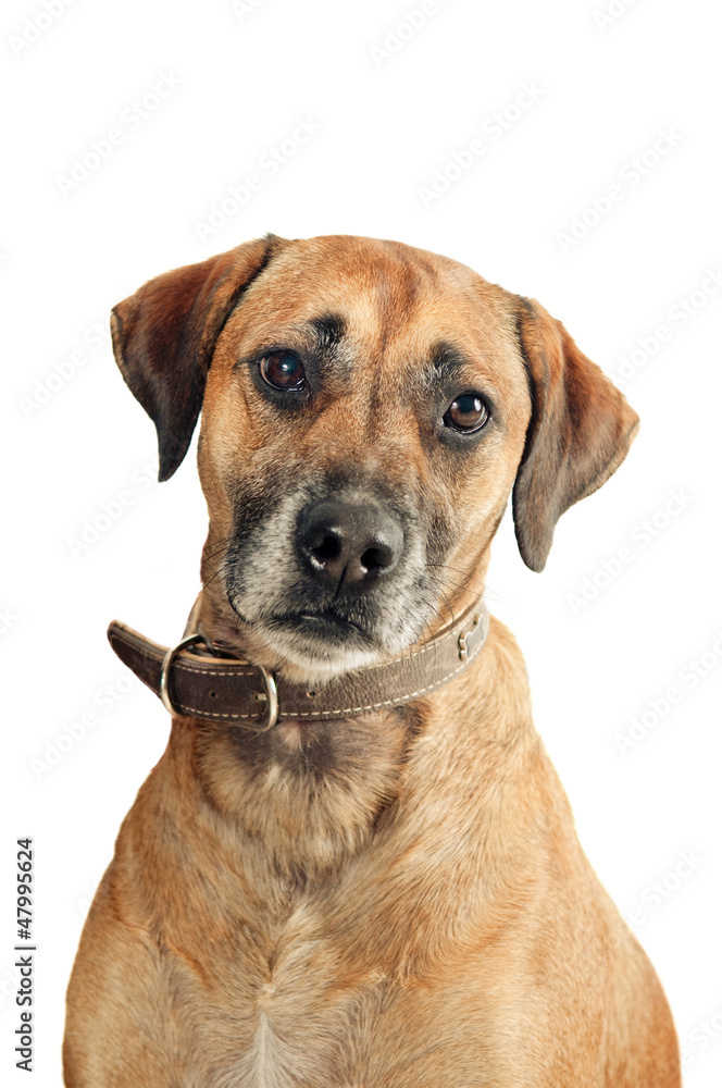 Mixed-breed dog