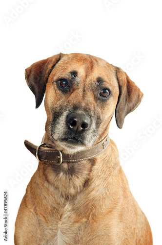 Mixed-breed dog